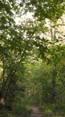 Gündüz Ukrayna 'daki bir sonbahar ormanının dikey videosu