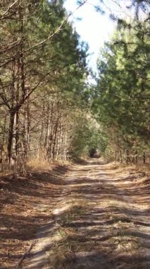 Gündüz Ukrayna 'daki bir sonbahar ormanının dikey videosu