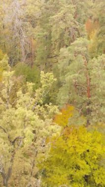 Gündüz Ukrayna 'daki bir sonbahar ormanının dikey videosu