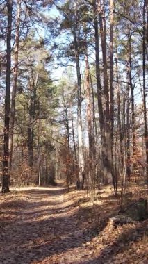 Gündüz Ukrayna 'daki bir sonbahar ormanının dikey videosu