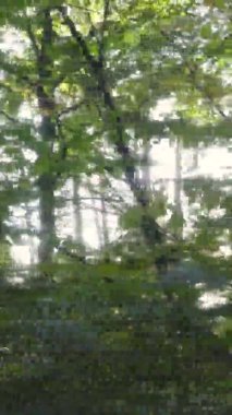 Gündüz Ukrayna 'daki bir sonbahar ormanının dikey videosu