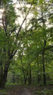 Gündüz Ukrayna 'daki bir sonbahar ormanının dikey videosu