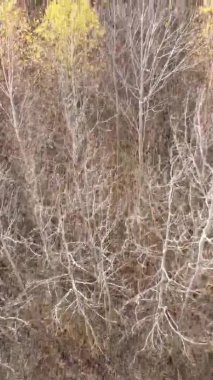 Gündüz Ukrayna 'daki bir sonbahar ormanının dikey videosu