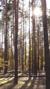 Gündüz Ukrayna 'daki bir sonbahar ormanının dikey videosu