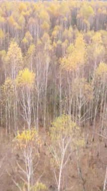 Gündüz Ukrayna 'daki bir sonbahar ormanının dikey videosu