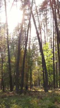 Gündüz Ukrayna 'daki bir sonbahar ormanının dikey videosu