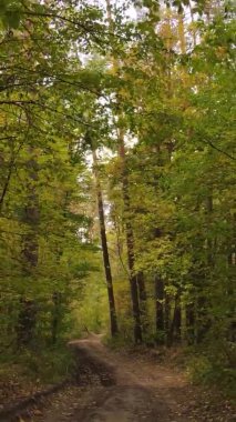 Gündüz Ukrayna 'daki bir sonbahar ormanının dikey videosu