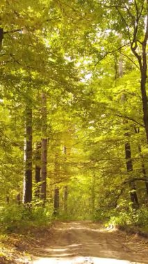 Gündüz Ukrayna 'daki bir sonbahar ormanının dikey videosu