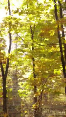 Gündüz Ukrayna 'daki bir sonbahar ormanının dikey videosu