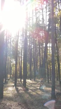 Gündüz Ukrayna 'daki bir sonbahar ormanının dikey videosu
