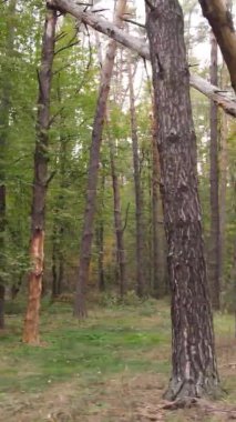 Gündüz Ukrayna 'daki bir sonbahar ormanının dikey videosu