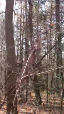 Gündüz Ukrayna 'daki bir sonbahar ormanının dikey videosu