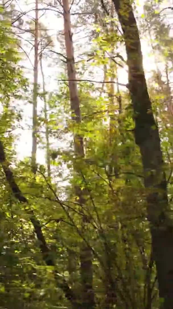 Vidéo Verticale Une Forêt Automne Pendant Journée Ukraine — Video