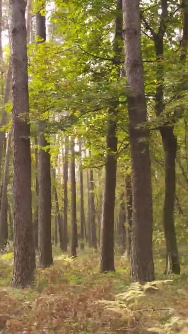 Videoclip Vertical Unei Păduri Toamnă Timpul Zilei Ucraina — Videoclip de stoc