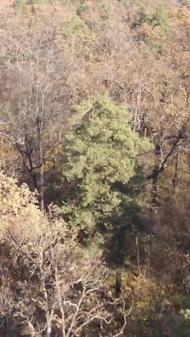 Vertikální Video Podzimního Lesa Během Dne Ukrajině — Stock video