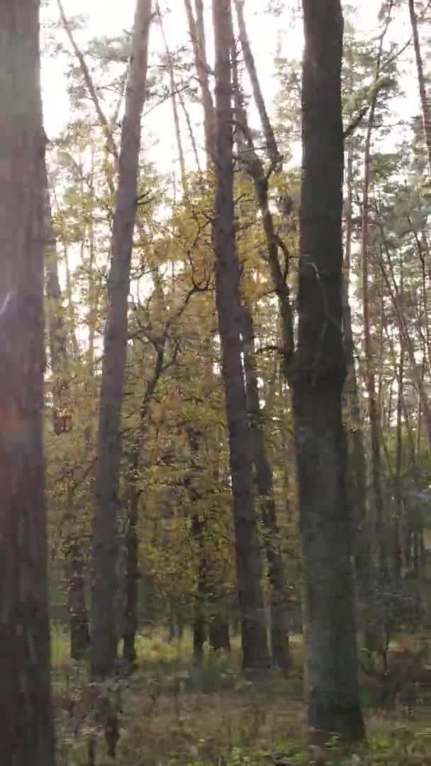 Vertical Video Autumn Forest Day Ukraine — Stock Video