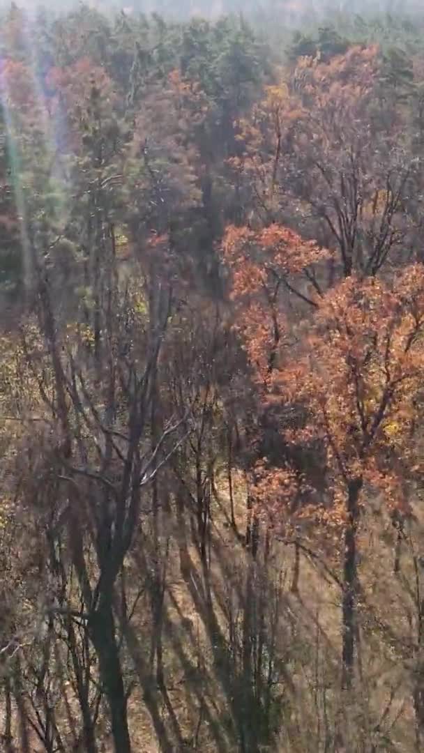 Vertical Video Autumn Forest Day Ukraine — Stock Video