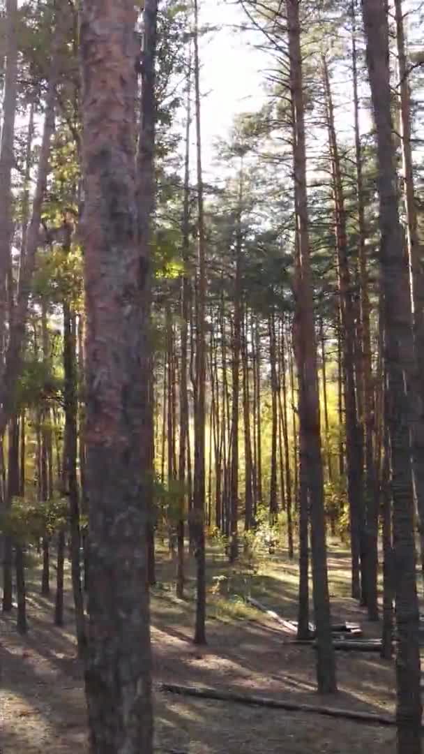 Vídeo Vertical Bosque Otoñal Durante Día Ucrania — Vídeo de stock