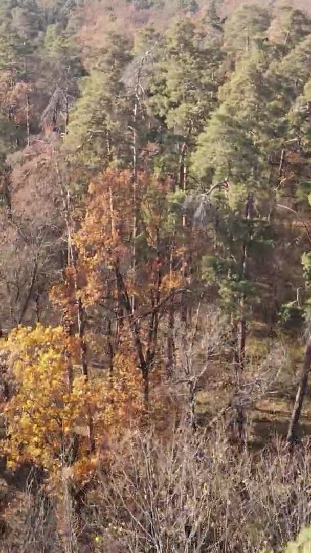 Vertical Video Autumn Forest Day Ukraine — Stock Video