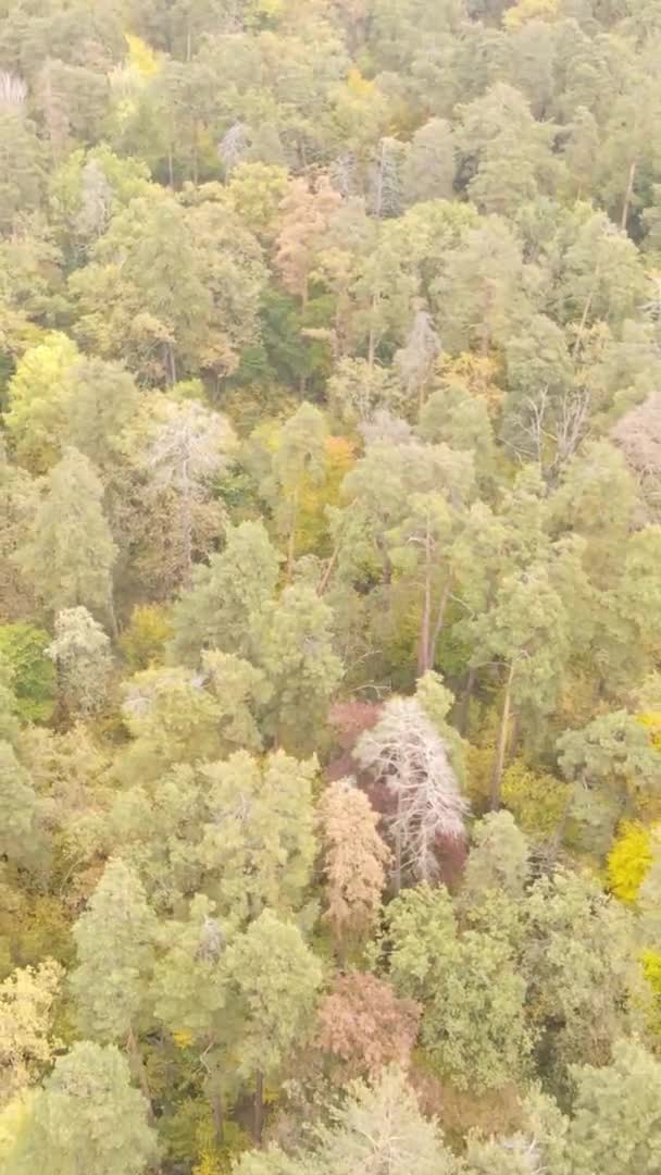 Vertikales Video Eines Herbstwaldes Während Des Tages Der Ukraine — Stockvideo