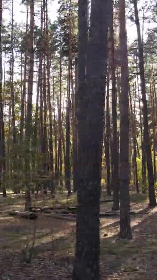 Vertical Video Autumn Forest Day Ukraine — Stock Video