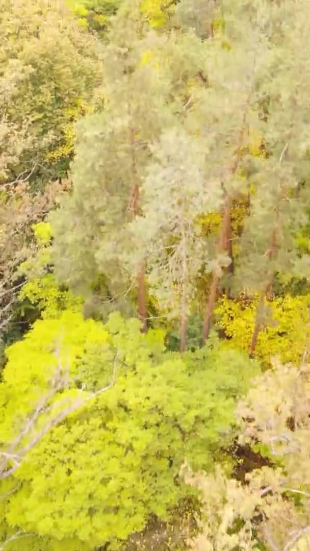 Vertikales Video Eines Herbstwaldes Während Des Tages Der Ukraine — Stockvideo