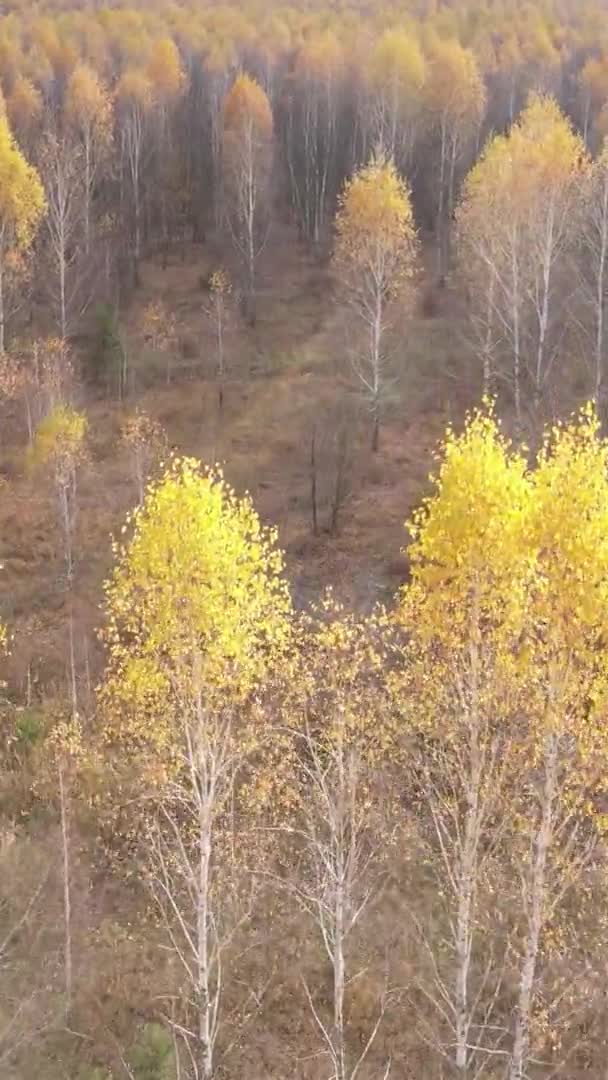 Vertical Video Autumn Forest Day Ukraine — Stock Video