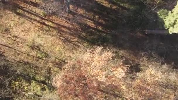 Vertikales Video Eines Herbstwaldes Während Des Tages Der Ukraine — Stockvideo