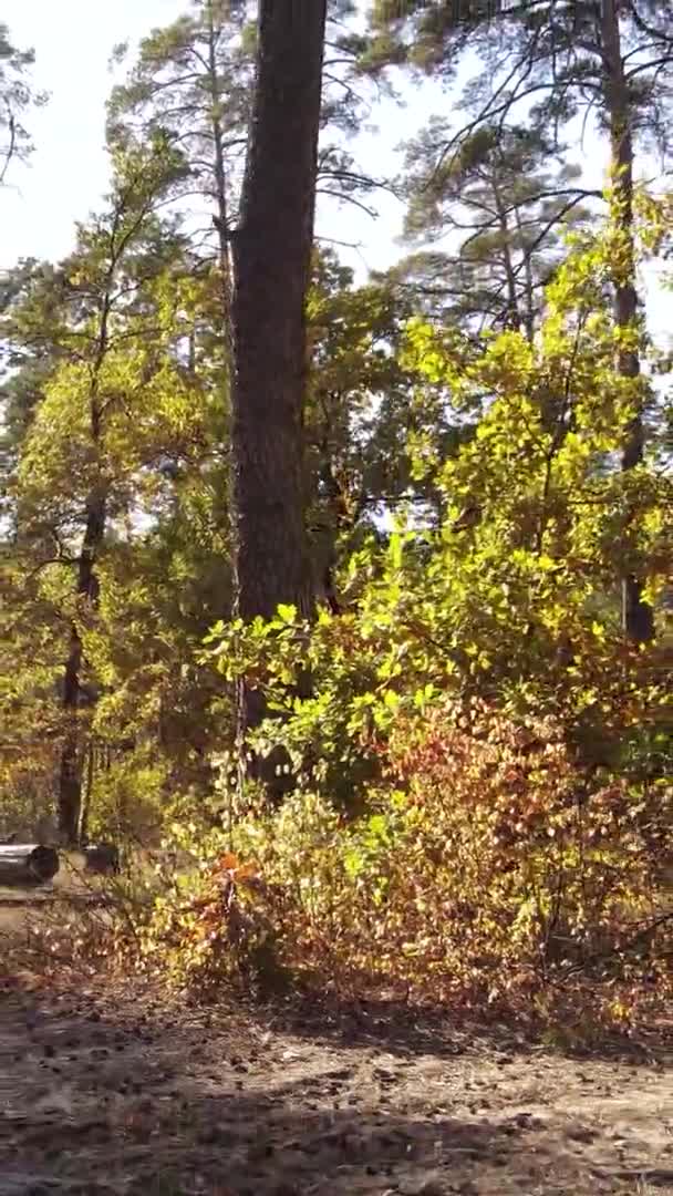 Вертикальное Видео Осеннего Леса Течение Дня Украине — стоковое видео