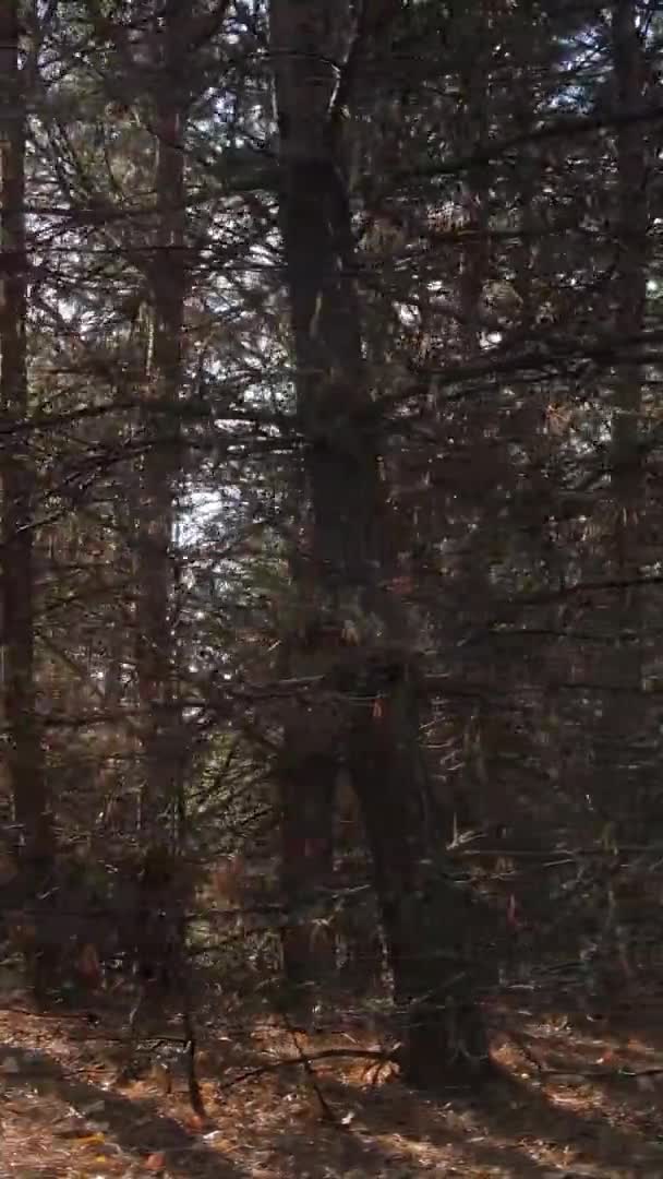 Vídeo Vertical Bosque Otoñal Durante Día Ucrania — Vídeo de stock