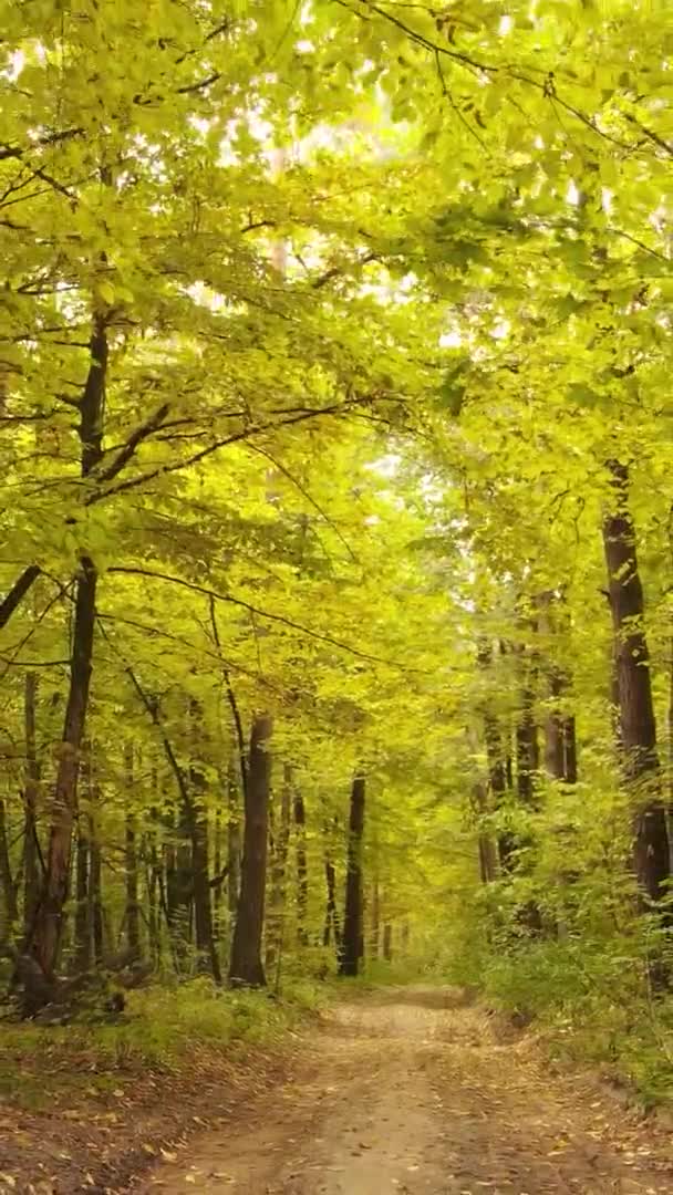 Verticale Video Van Een Herfstbos Overdag Oekraïne — Stockvideo