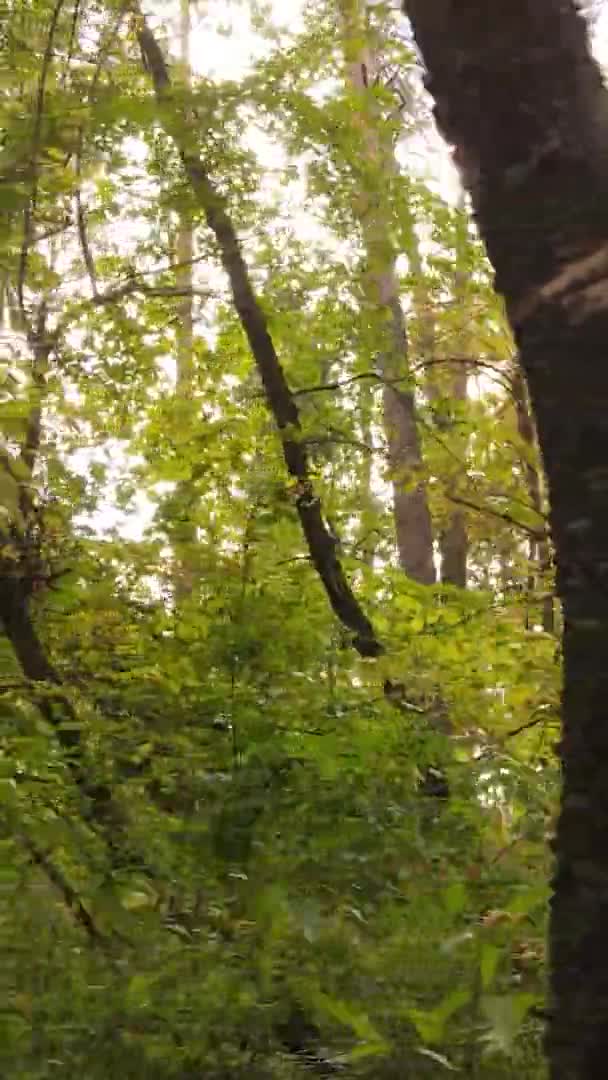 Вертикальне Відео Осіннього Лісу Протягом Дня Україні — стокове відео