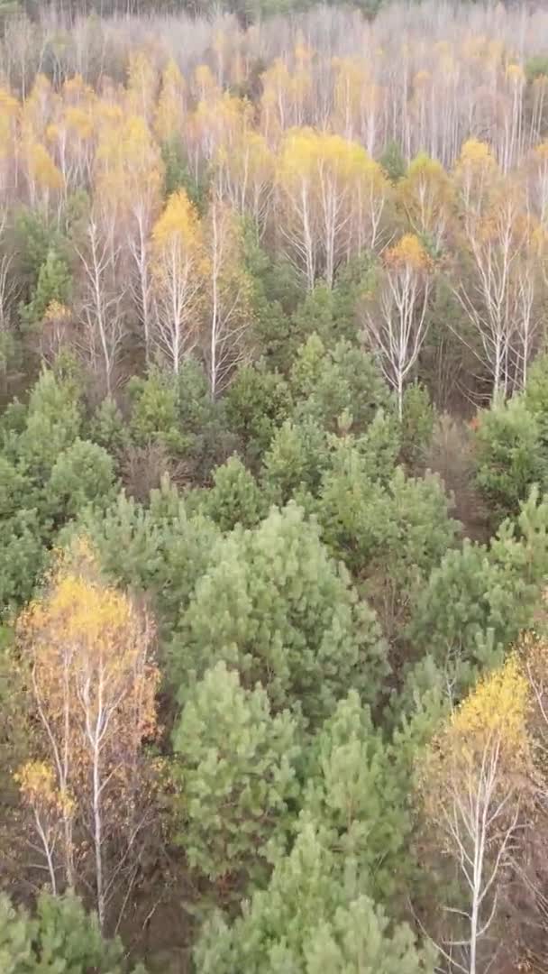Vídeo Vertical Bosque Otoñal Durante Día Ucrania — Vídeos de Stock