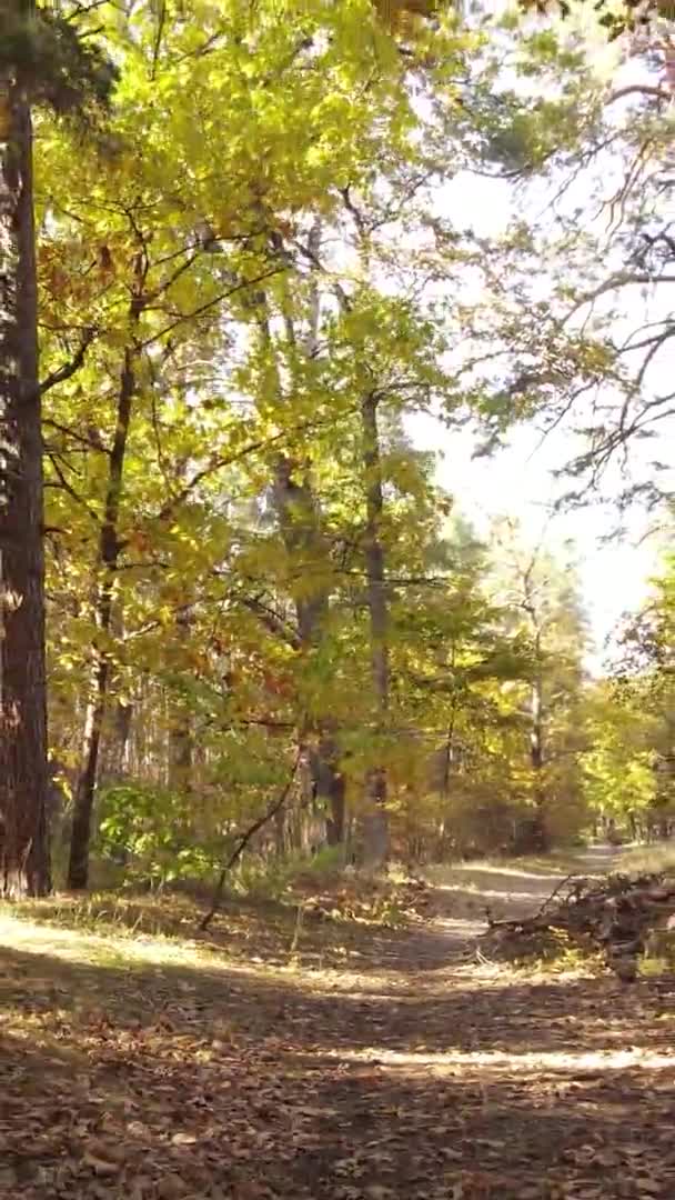 Video Verticale Una Foresta Autunnale Durante Giorno Ucraina — Video Stock