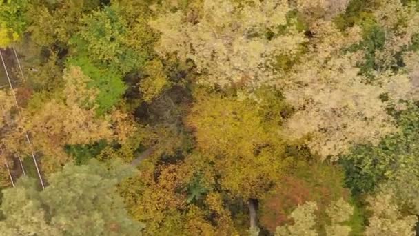 Vertikales Video Eines Herbstwaldes Während Des Tages Der Ukraine — Stockvideo