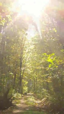 Gündüz Ukrayna 'daki bir sonbahar ormanının dikey videosu