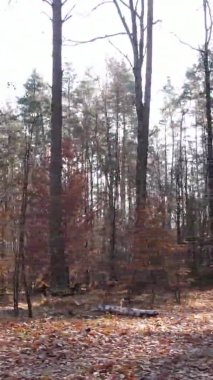 Gündüz Ukrayna 'daki bir sonbahar ormanının dikey videosu