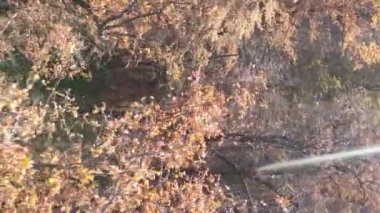 Gündüz Ukrayna 'daki bir sonbahar ormanının dikey videosu