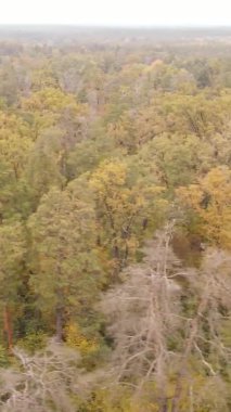 Gündüz Ukrayna 'daki bir sonbahar ormanının dikey videosu