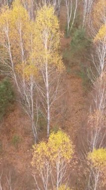 Gündüz Ukrayna 'daki bir sonbahar ormanının dikey videosu