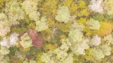 Gündüz Ukrayna 'daki bir sonbahar ormanının dikey videosu