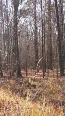 Gündüz Ukrayna 'daki bir sonbahar ormanının dikey videosu