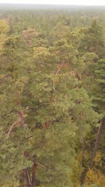 Gündüz Ukrayna 'daki bir sonbahar ormanının dikey videosu