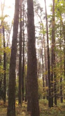 Gündüz Ukrayna 'daki bir sonbahar ormanının dikey videosu