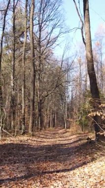 Gündüz Ukrayna 'daki bir sonbahar ormanının dikey videosu