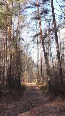 Gündüz Ukrayna 'daki bir sonbahar ormanının dikey videosu