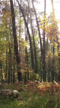 Gündüz Ukrayna 'daki bir sonbahar ormanının dikey videosu