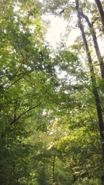 Gündüz Ukrayna 'daki bir sonbahar ormanının dikey videosu