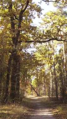 Gündüz Ukrayna 'daki bir sonbahar ormanının dikey videosu