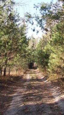 Gündüz Ukrayna 'daki bir sonbahar ormanının dikey videosu